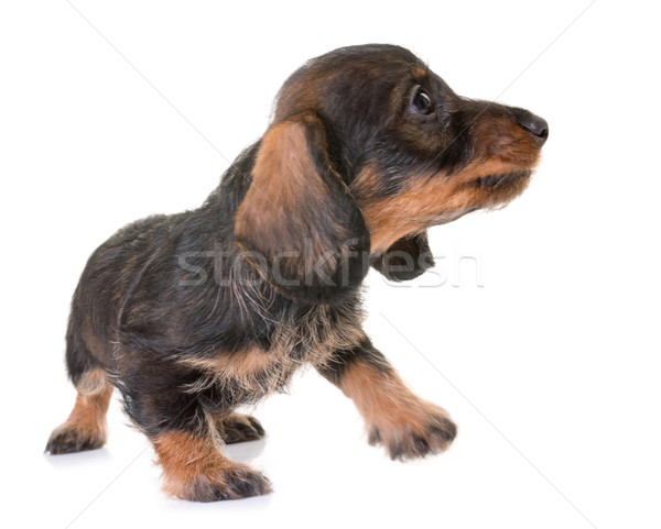Puppy Wire Haired Dachshund Stock Photo Emmanuelle Bonzami Puppy Wire Haired Dachshund Stock Photo