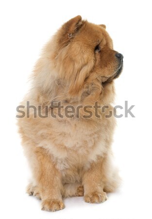 chow chow in studio Stock photo © cynoclub