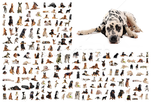 group of dogs and dalmatian Stock photo © cynoclub