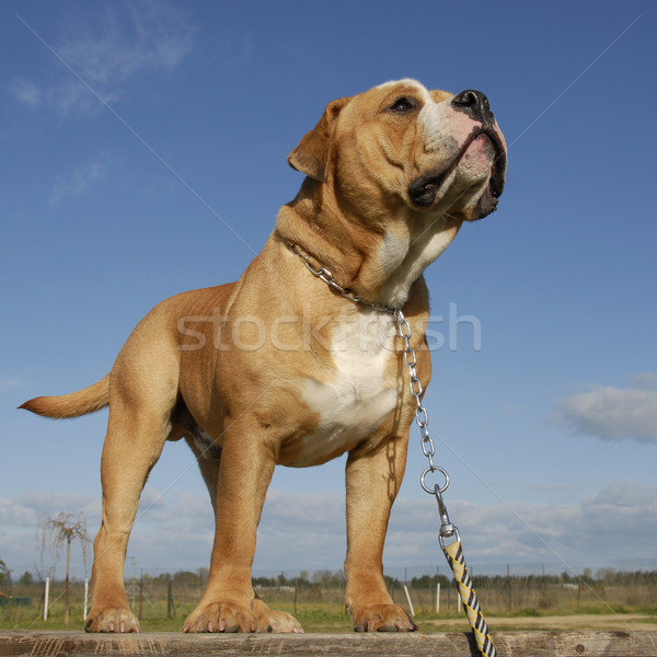 Bulldogge reinrassig Continental blau Kopf weiß Stock foto © cynoclub