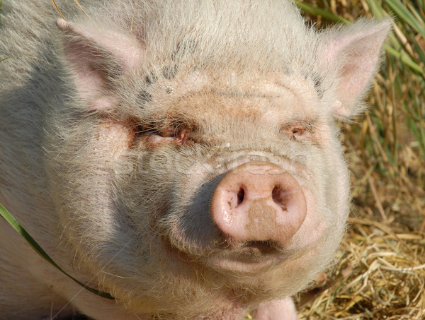 розовый свинья фотография миниатюрный природы Сток-фото © cynoclub