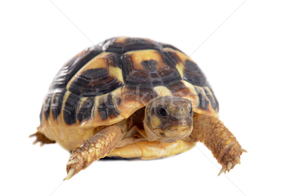 Stock photo: young Tortoise 