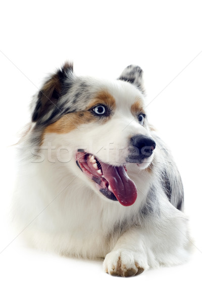 Foto stock: Australiano · pastor · branco · cão · olhos