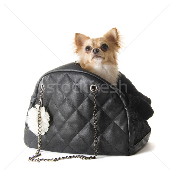 Stockfoto: Reizen · zak · hond · zwarte · leder · mand