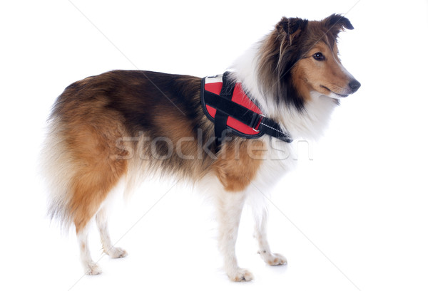 shetland dog and harness Stock photo © cynoclub