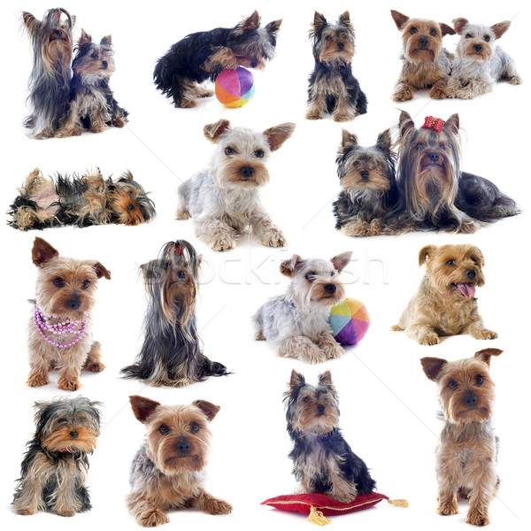group of yorkshire terrier Stock photo © cynoclub