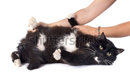 Gato limpar animal de estimação lavagem cinza lenço Foto stock © cynoclub
