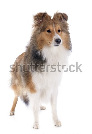 Stock photo: shetland dog