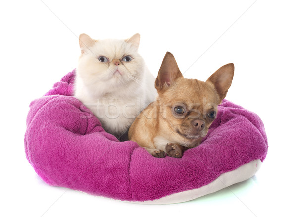 exotic shorthair cat and chihuahua Stock photo © cynoclub