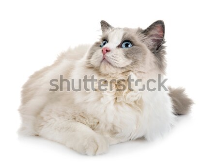 Gato persa branco gato estúdio gatinho animal de estimação Foto stock © cynoclub