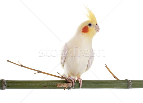 Stock photo: Cockatiel