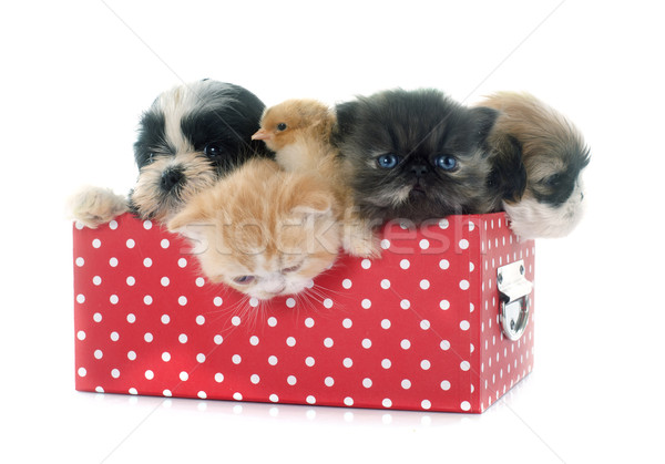 Stockfoto: Puppy · kitten · chick · witte · kat · vrienden