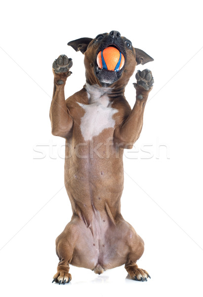 Stock photo: staffordshire bull terrier