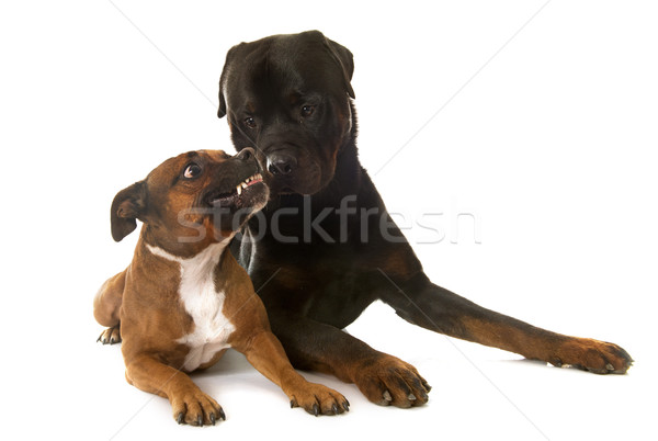 staffordshire bull terrier and rottweiler Stock photo © cynoclub