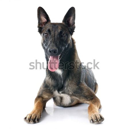 Stock photo: belgian shepherd dog