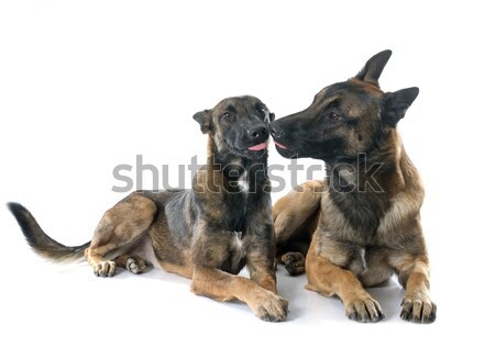 Hunde weiß Hund Paar Freunde Stock foto © cynoclub
