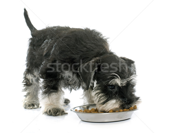 Mangiare cucciolo miniatura schnauzer bianco alimentare Foto d'archivio © cynoclub