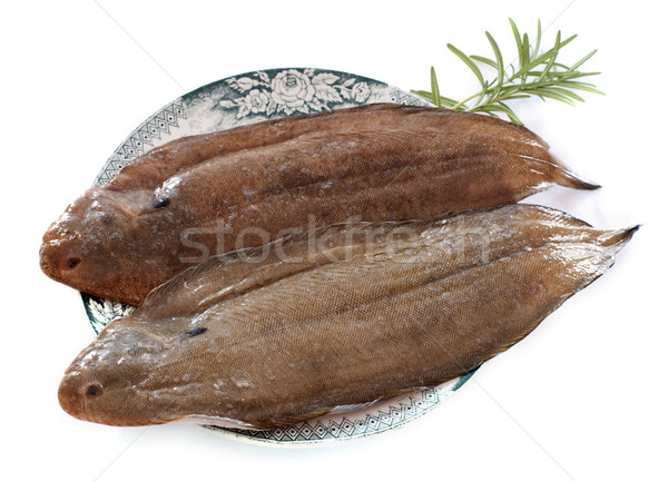 two sole fishes Stock photo © cynoclub