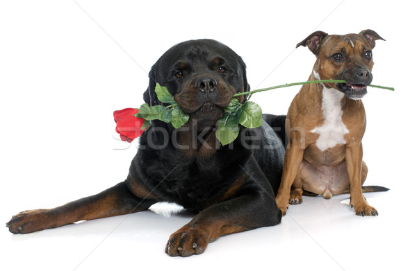 stafforshire bull terrier and rottweiler Stock photo © cynoclub