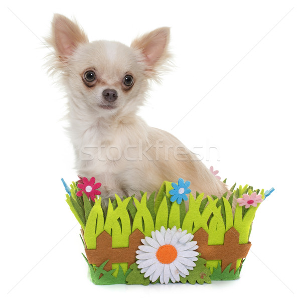 young longhair chihuahua Stock photo © cynoclub