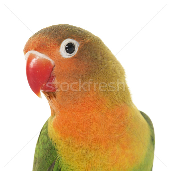 Genç turuncu kırmızı hayvan papağan evcil hayvan Stok fotoğraf © cynoclub