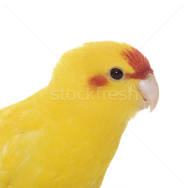 Stock foto: Vogel · Tier · Studio · Haustier · weißem · Hintergrund · Wellensittich