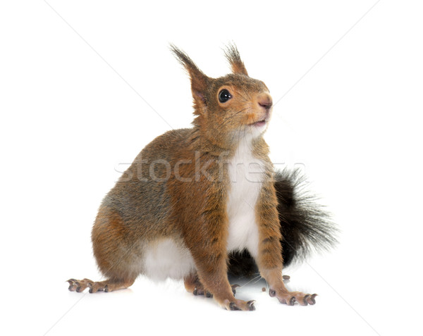  Eurasian red squirrel Stock photo © cynoclub