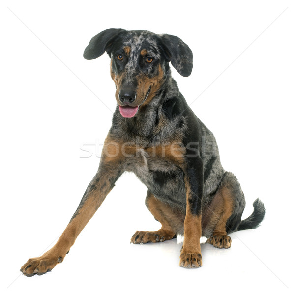 female harlequin beauceron Stock photo © cynoclub
