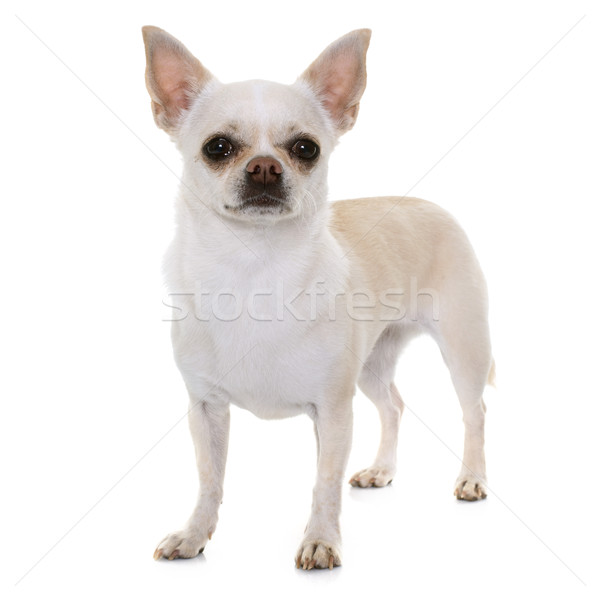 chihuahua in studio Stock photo © cynoclub