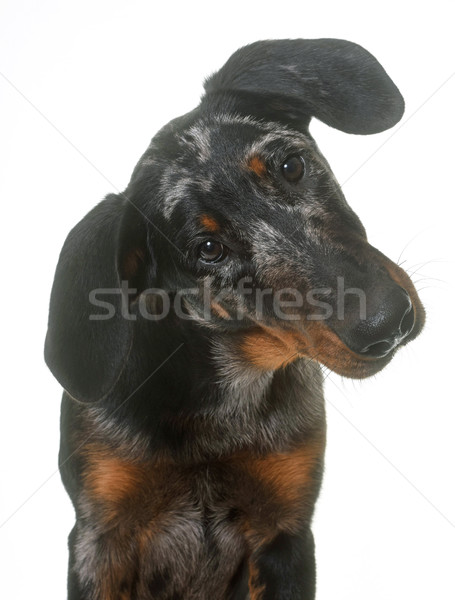 young beauceron in studio Stock photo © cynoclub