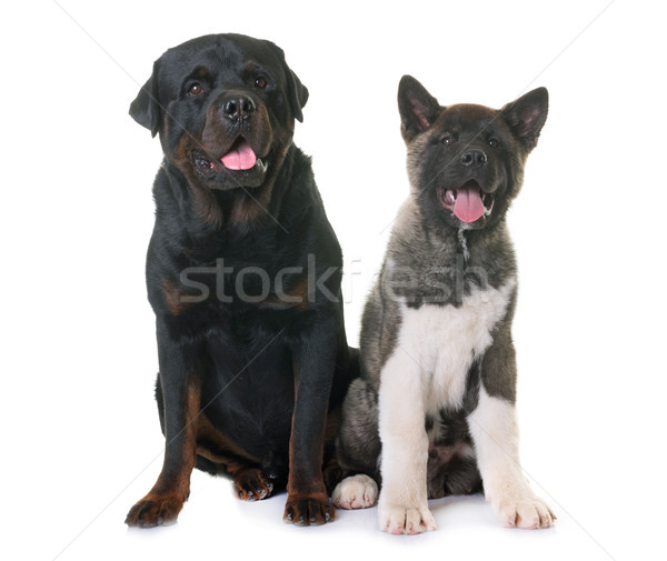 puppy american akita and rottweiler Stock photo © cynoclub