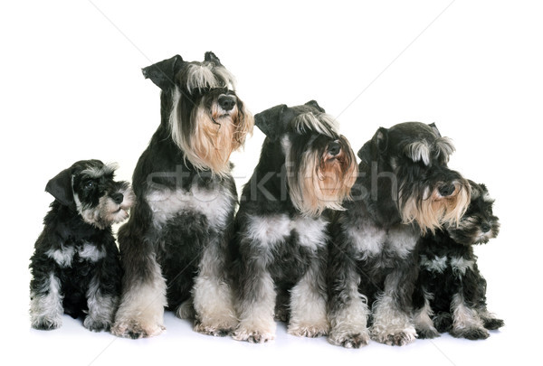 Miniatura schnauzer famiglia bianco cane animale Foto d'archivio © cynoclub
