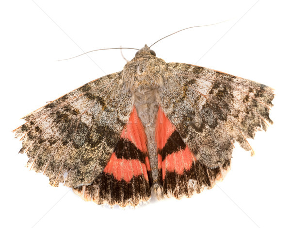 Red underwing butterfly Stock photo © cynoclub