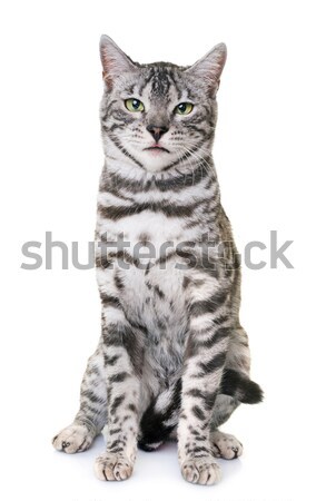 Stock photo: bengal cat in studio