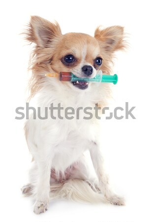 Stock photo: chihuahua