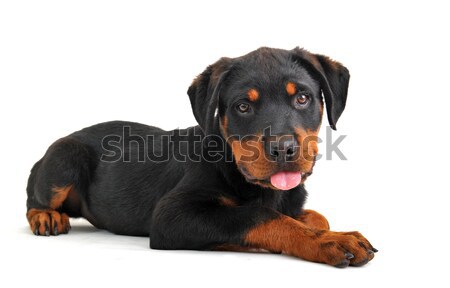 Rottweiler portre köpek yavrusu beyaz bebek Stok fotoğraf © cynoclub