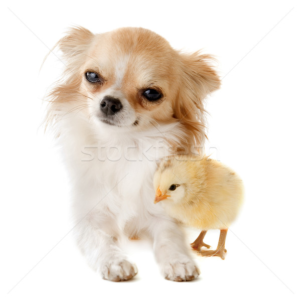 [[stock_photo]]: Chiches · portrait · cute · blanche · ferme