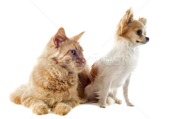 maine coon cat and chihuahua Stock photo © cynoclub