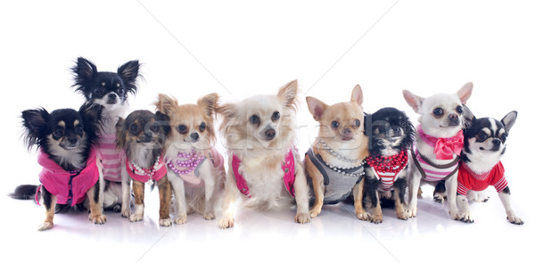 nine chihuahuas Stock photo © cynoclub