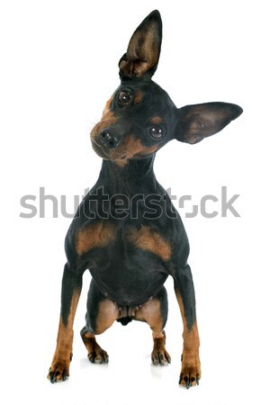 Miniatur reinrassig Hund schwarz Studio Haustier Stock foto © cynoclub