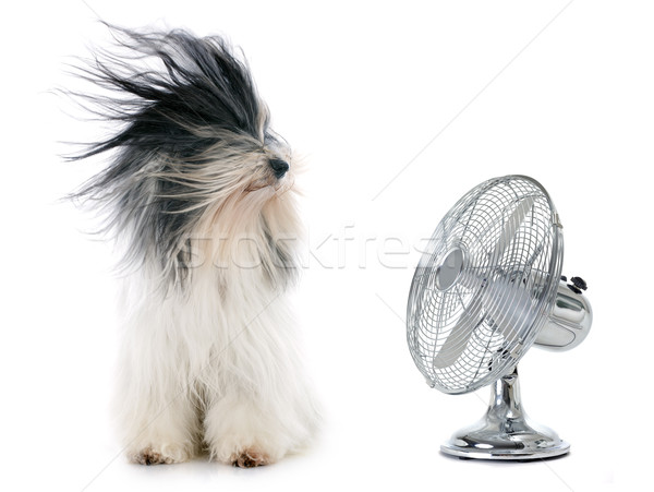 терьер вентилятор белый волос ветер животного Сток-фото © cynoclub