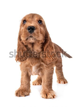 cavalier king charles Stock photo © cynoclub