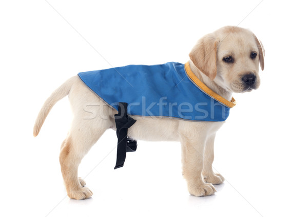 Puppy labrador retriever studio hond jonge Stockfoto © cynoclub