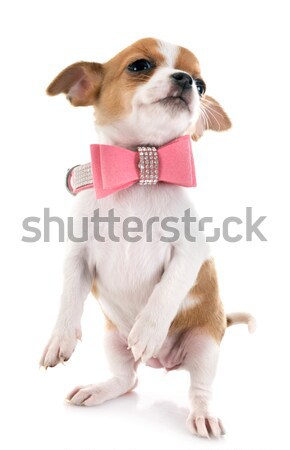 Stock photo: puppy jack russel terrier