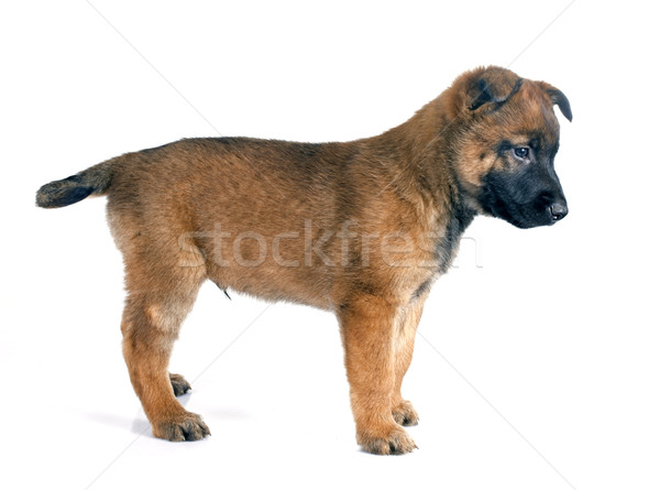 puppy malinois Stock photo © cynoclub