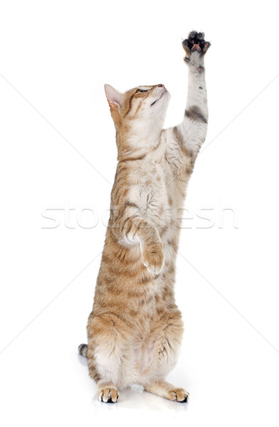 tabby cat Stock photo © cynoclub