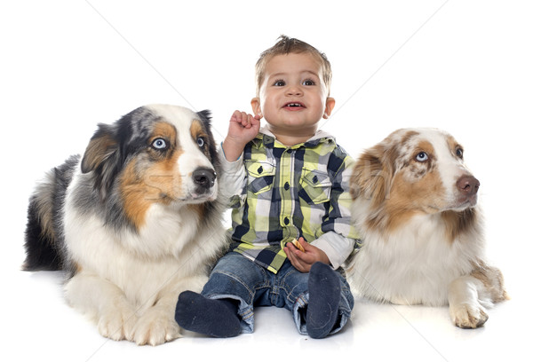 little boy and dogs Stock photo © cynoclub