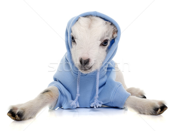 dressed young goat Stock photo © cynoclub