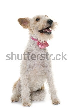 female fox terrier Stock photo © cynoclub