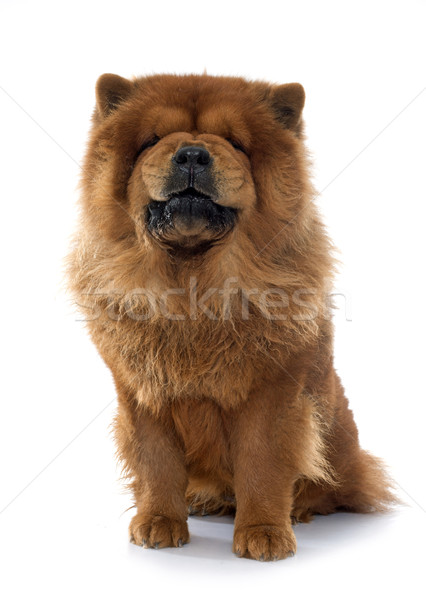 growling chow chow dog Stock photo © cynoclub